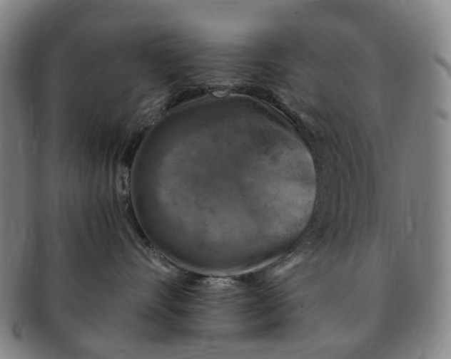 X0000091010528200708241515