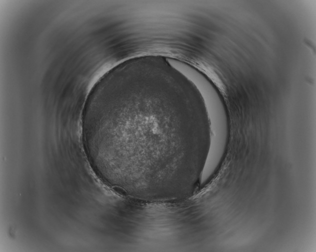 X0000091010944200708241509