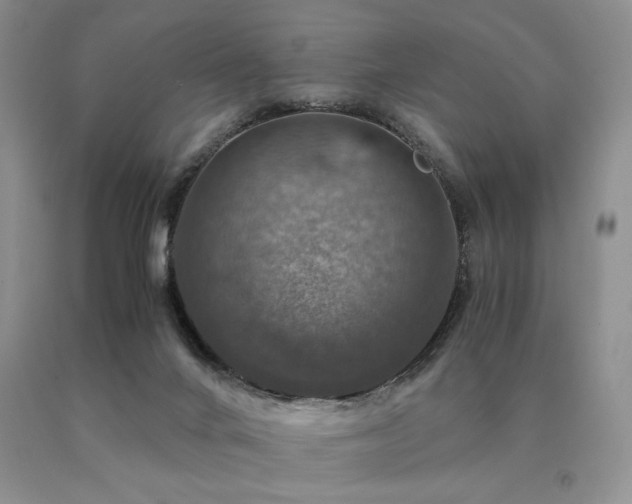 X0000091060024200708061251