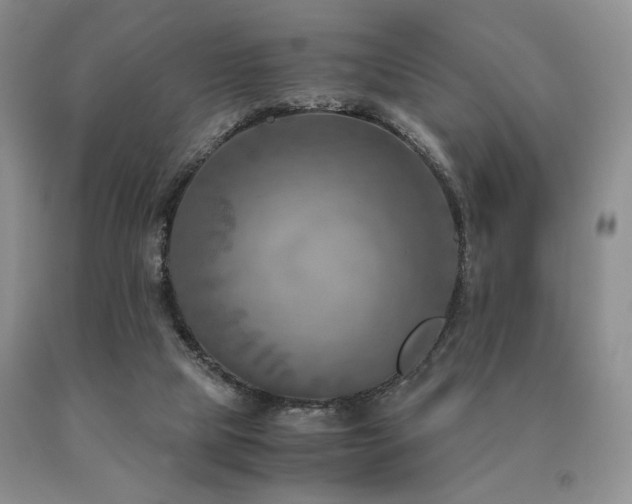 X0000091060065200708061250