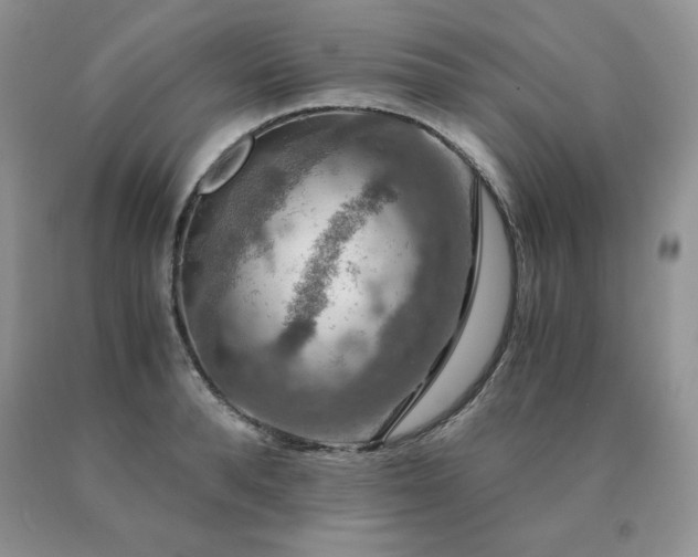 X0000091060896200708061239