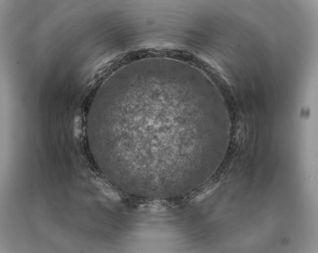 X0000091060966200708061239