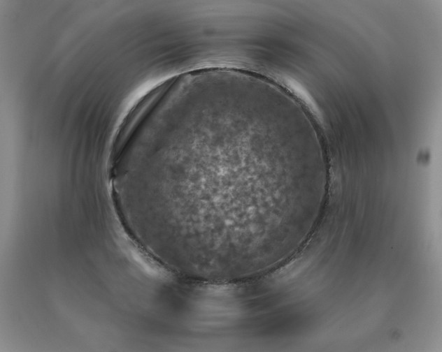 X0000091061035200708061238
