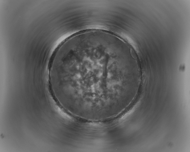 X0000091061125200708061236