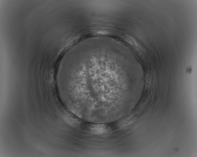 X0000091060377200708201351