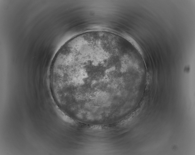 X0000091061098200708201339