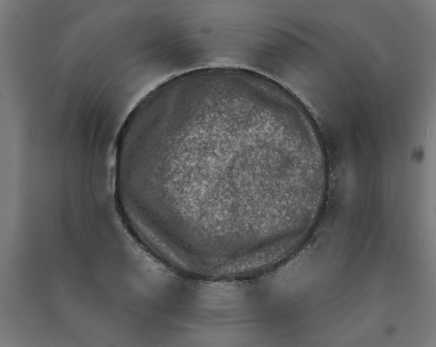 X0000091061126200708201339