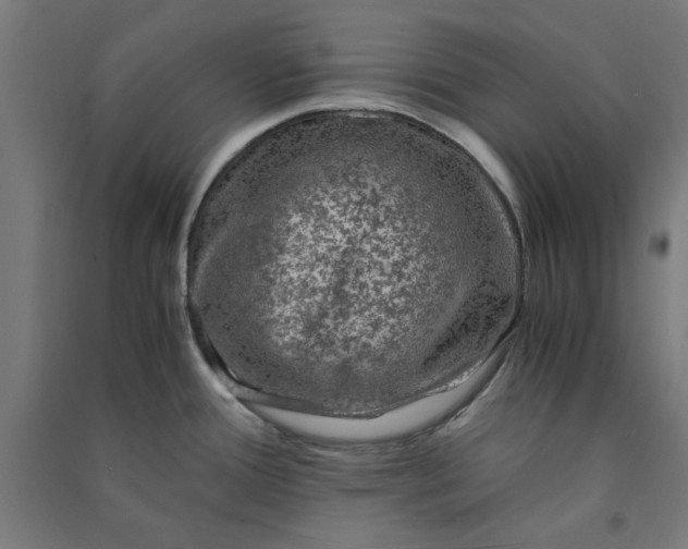 X0000091061388200708201335
