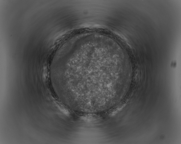 X0000091060966200708271152