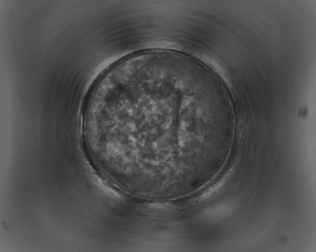 X0000091061125200708271150