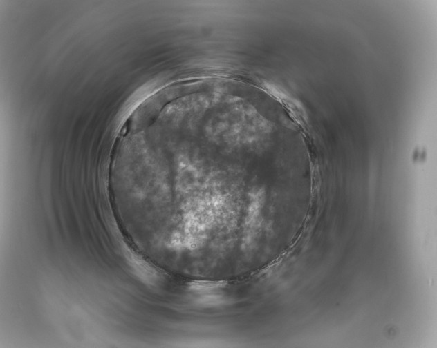 X0000091060051200709041207