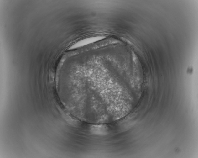 X0000091060281200709041205