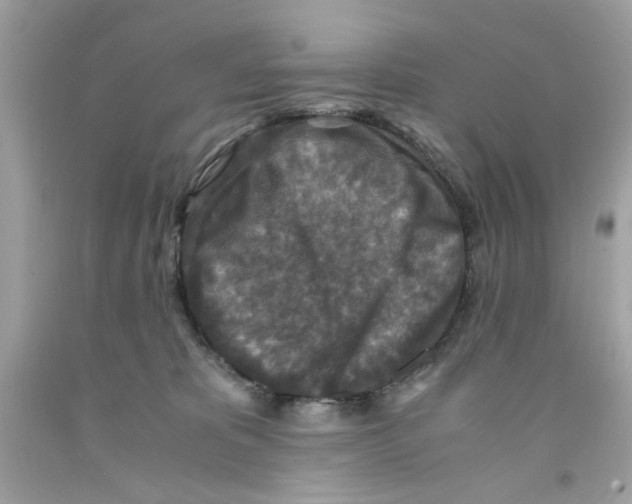 X0000091060325200709041204