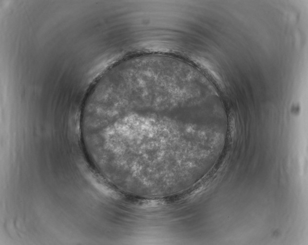 X0000091060398200709041203