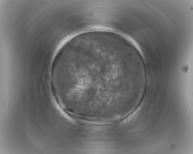 X0000091061381200709041149