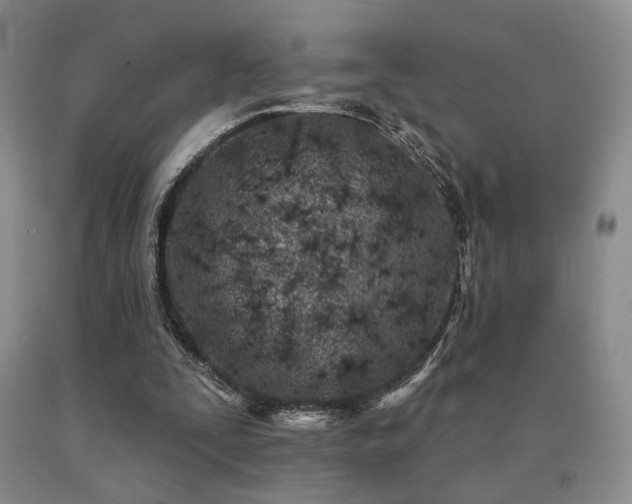 X0000091070295200708061307