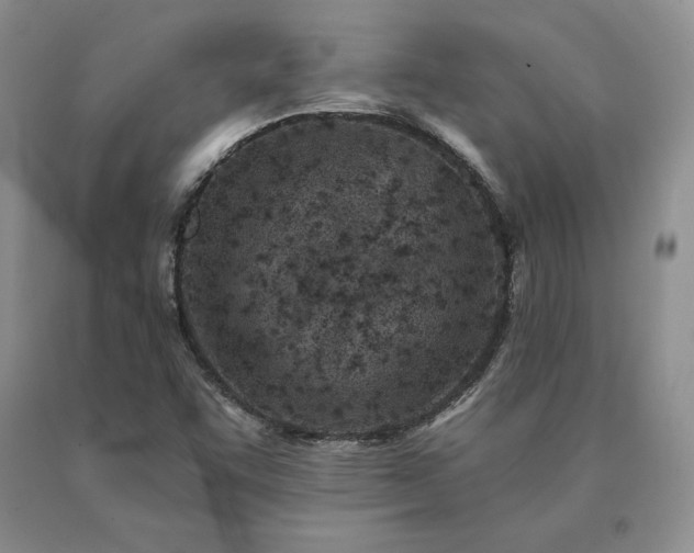 X0000091071455200708061252
