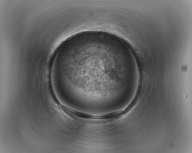 X0000091071506200708061251