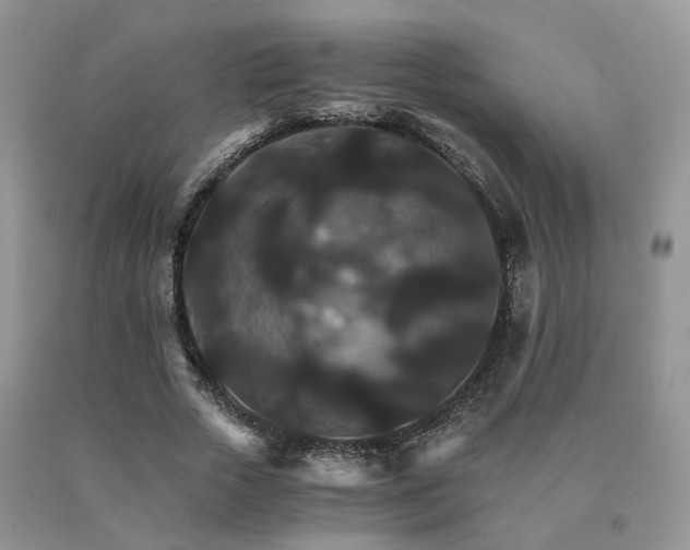 X0000091080729200708061336