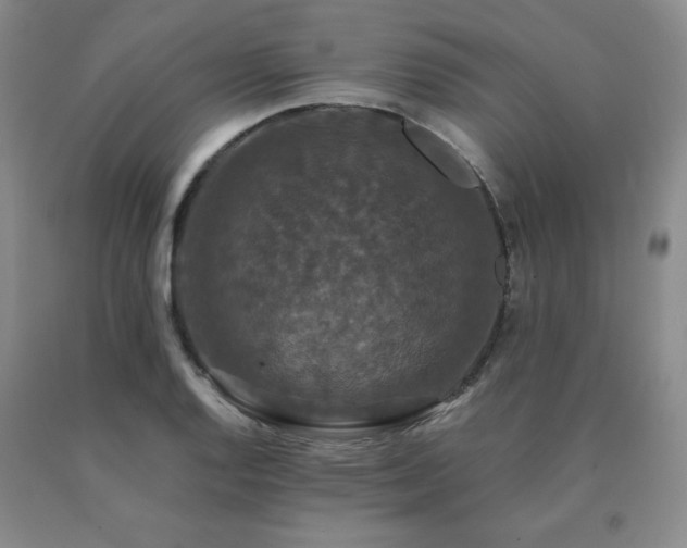 X0000091081128200708061331