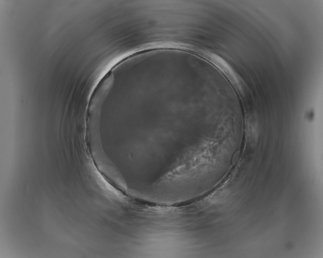 X0000091081244200708061330