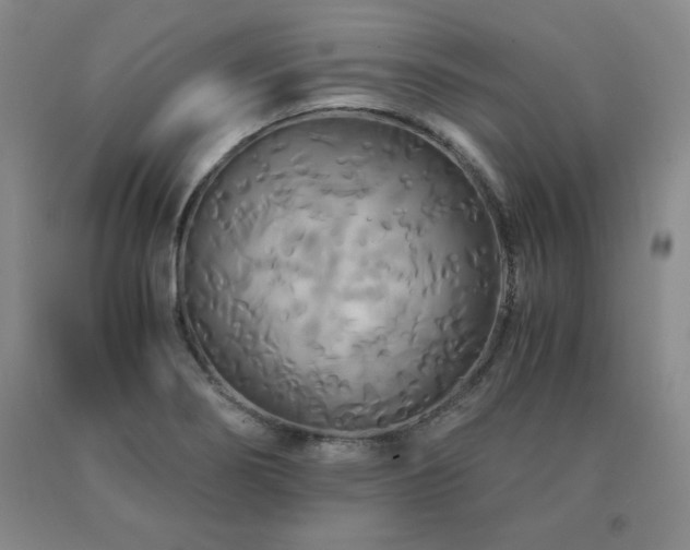 X0000091081274200708061329