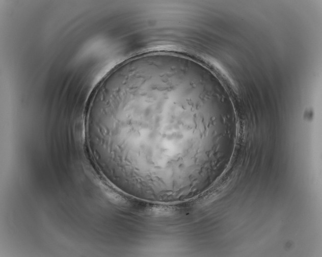 X0000091081274200708131247