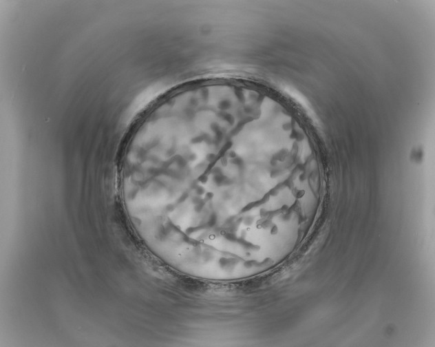 X0000091081267200709041233