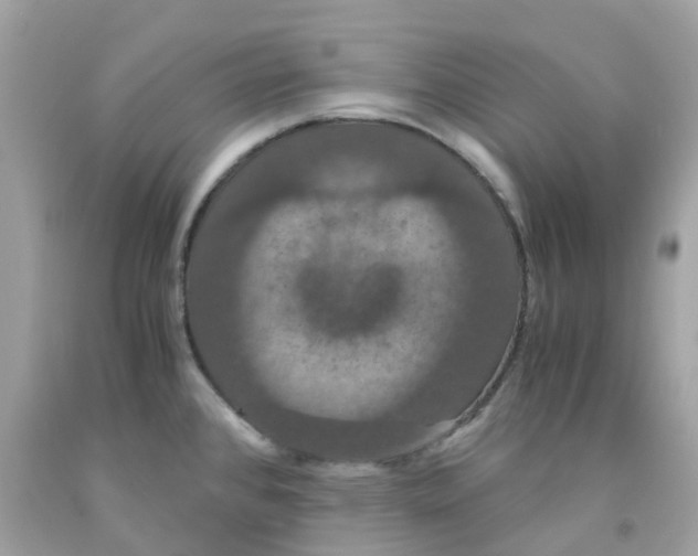 X0000091081384200709041231