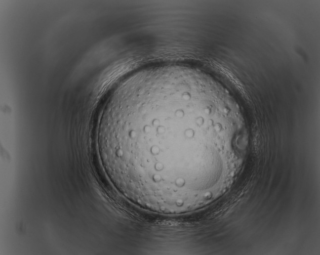 X0000091090635200708061000