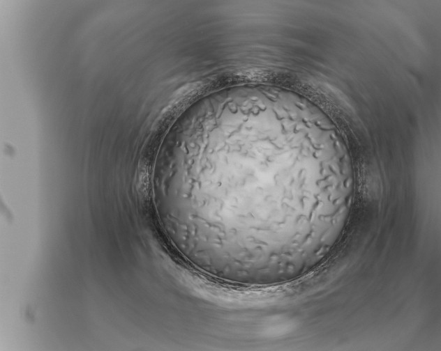 X0000091090036200708061646