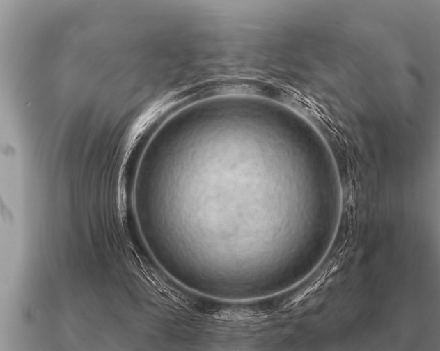 X0000091090294200708061643