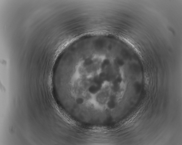 X0000091090487200708061640