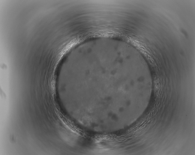 X0000091090679200708061637