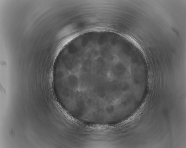 X0000091090831200708061635