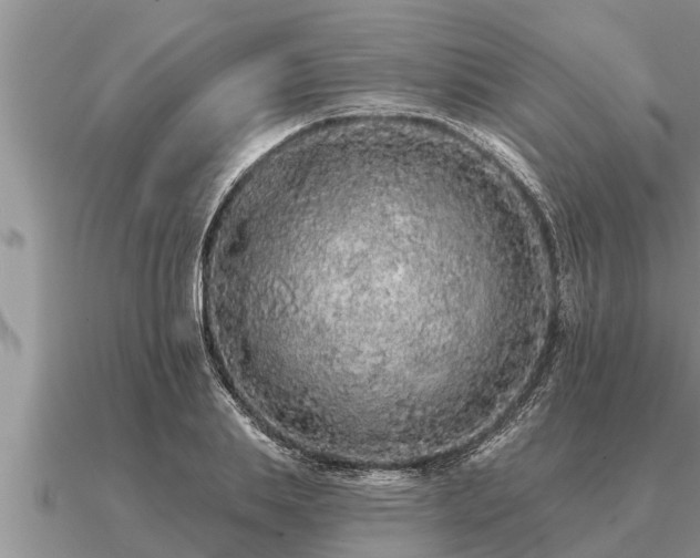 X0000091090839200708061635