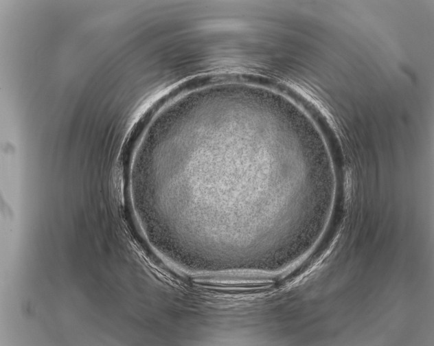 X0000091090925200708061633