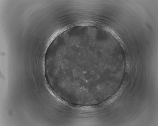 X0000091090986200708061633