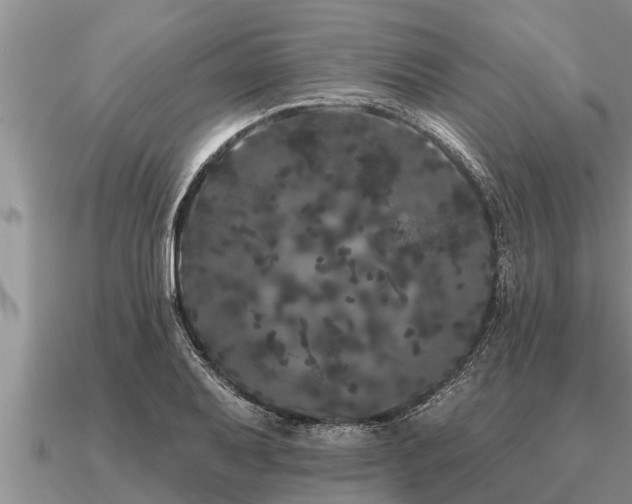 X0000091091079200708061632