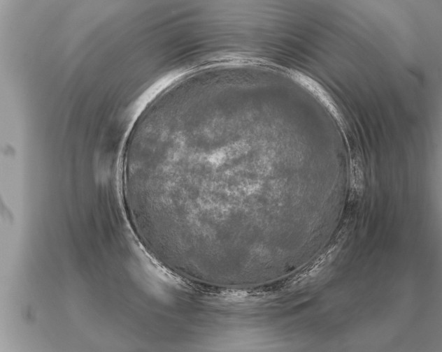 X0000091091098200708061631