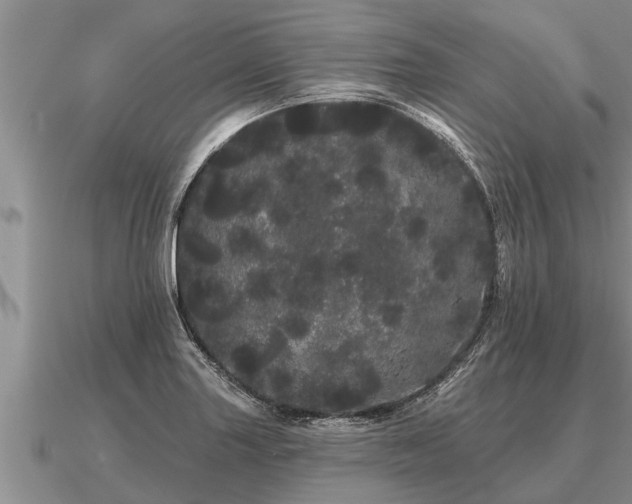 X0000091091227200708061630