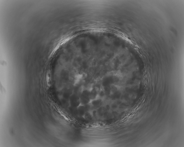 X0000091091255200708061629