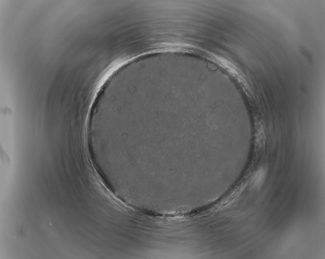 X0000091091275200708061629