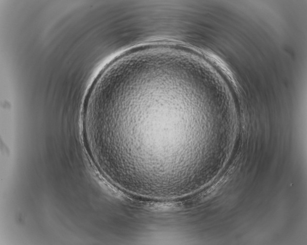 X0000091091288200708061629