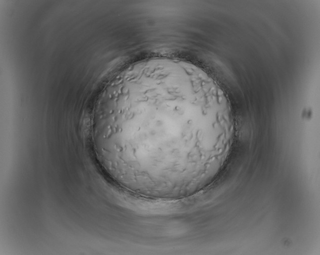 X0000091090036200708201507