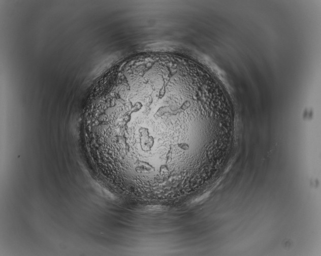 X0000091090153200708201505