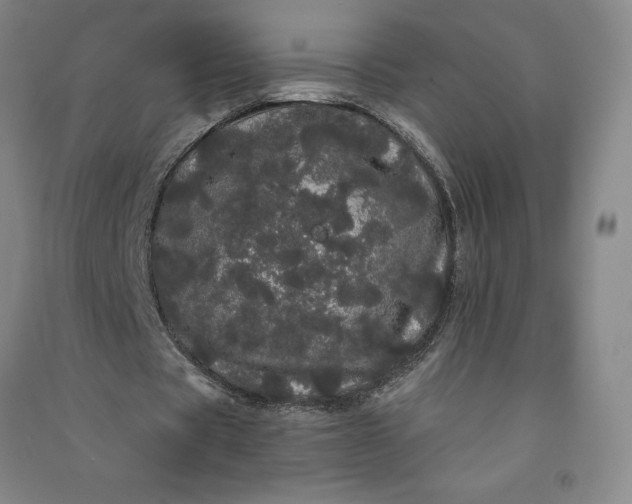 X0000091090529200708201459