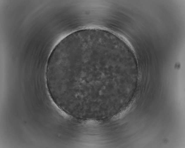 X0000091090847200708201455