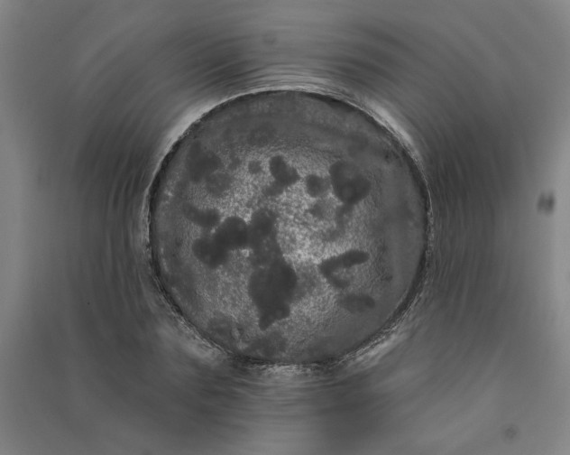 X0000091090883200708201455