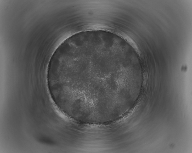 X0000091091039200708201453